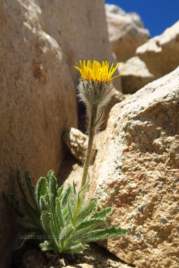 Pacific alpine-gold (Hulsea algida) [Mount Whitney Mountaineer's Route, John Muir Wilderness, Inyo County, California]