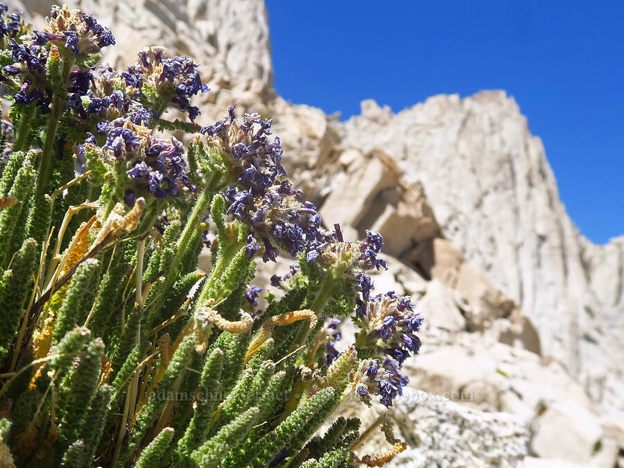 sky pilot, spent (Polemonium eximium) [Mount Whitney Mountaineer's Route, John Muir Wilderness, Inyo County, California]