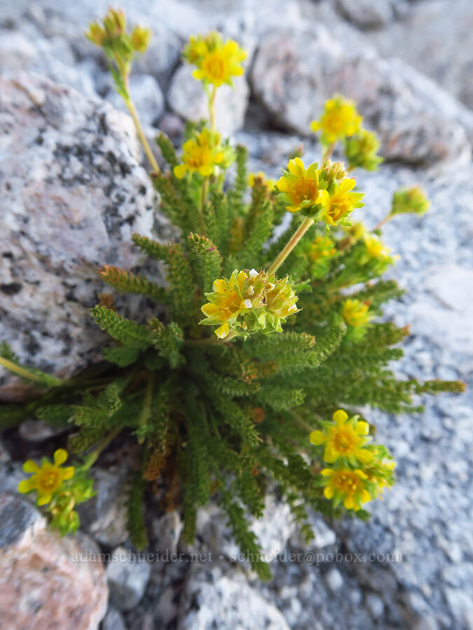 dwarf ivesia (Ivesia pygmaea (Potentilla nubigena)) [Mount Whitney Mountaineer's Route, John Muir Wilderness, Inyo County, California]