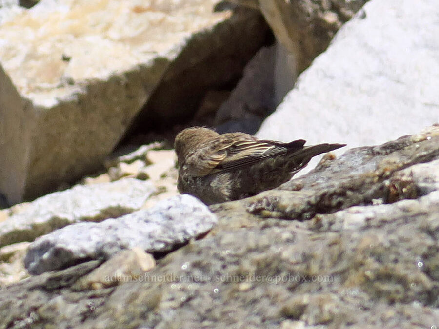 gray-crowned rosy finch (Leucosticte tephrocotis) [Mount Whitney Mountaineer's Route, Sequoia National Park, Tulare County, California]