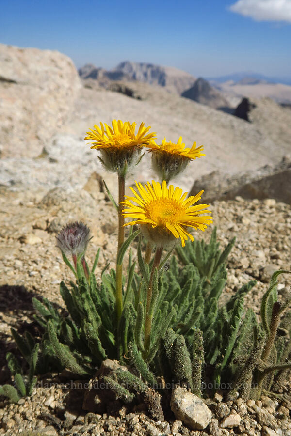 Pacific alpine-gold (Hulsea algida) [Mount Whitney Trail, Sequoia National Park, Tulare County, California]