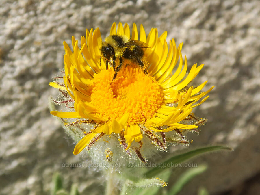 red-belted bumblebee on Pacific alpine-gold (Bombus rufocinctus, Hulsea algida) [Mount Whitney Trail, Sequoia National Park, Tulare County, California]