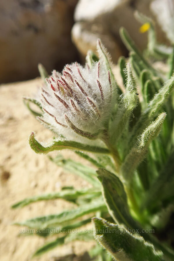 Pacific alpine-gold, budding (Hulsea algida) [Mount Whitney Trail, Sequoia National Park, Tulare County, California]