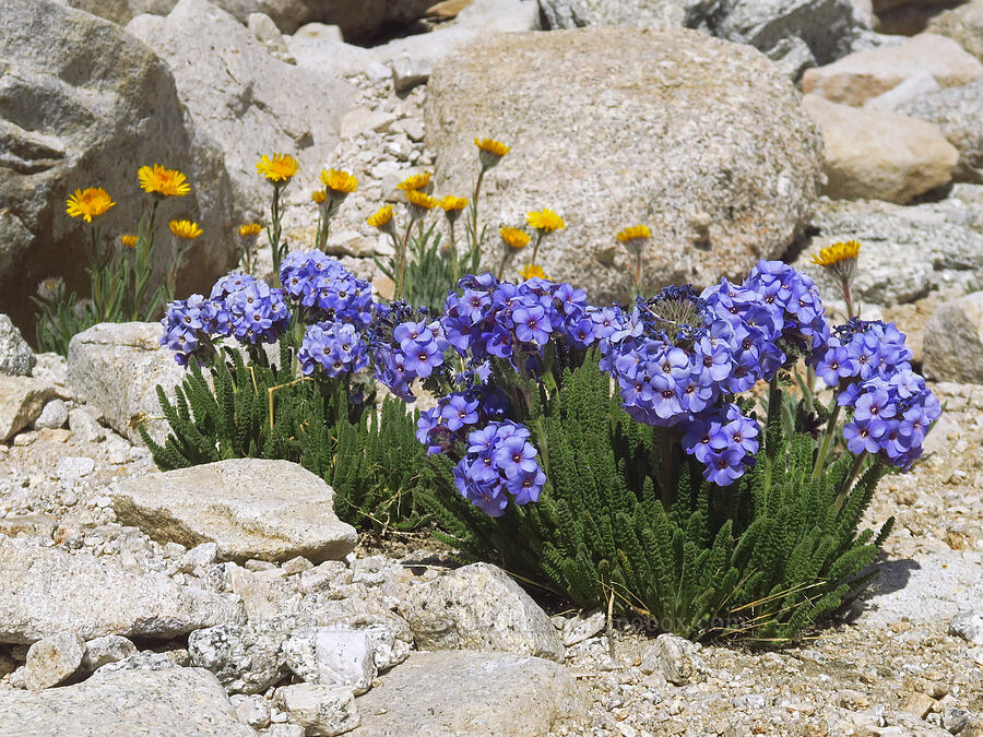 sky pilot & alpine-gold (Polemonium eximium, Hulsea algida) [Mount Whitney Trail, Sequoia National Park, Tulare County, California]