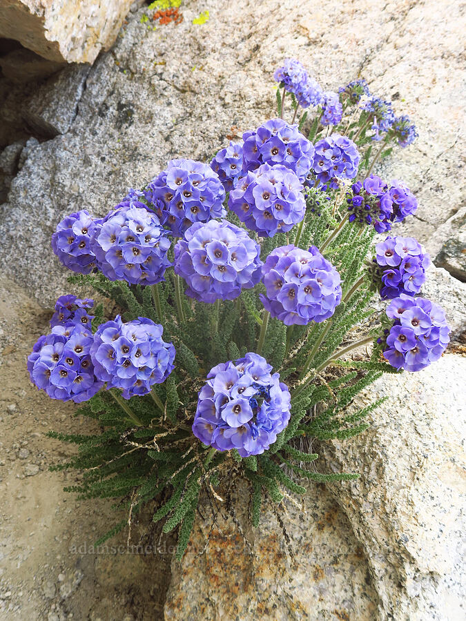 sky pilot (Polemonium eximium) [Mount Whitney Trail, John Muir Wilderness, Tulare County, California]