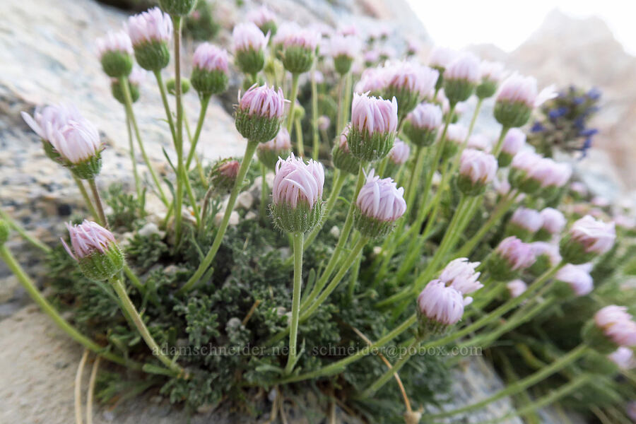 cut-leaf fleabane (Erigeron compositus) [Mount Whitney Trail, John Muir Wilderness, Inyo County, California]