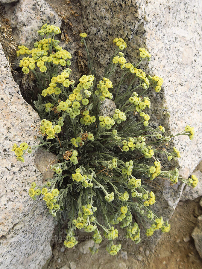 gray chicken-sage (Sphaeromeria cana (Artemisia albicans)) [Mount Whitney Trail, John Muir Wilderness, Inyo County, California]