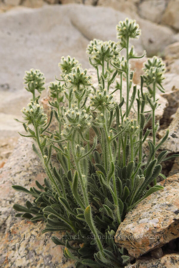 Sierra cryptantha, going to seed (Oreocarya nubigena (Cryptantha nubigena)) [Mount Whitney Trail, John Muir Wilderness, Inyo County, California]