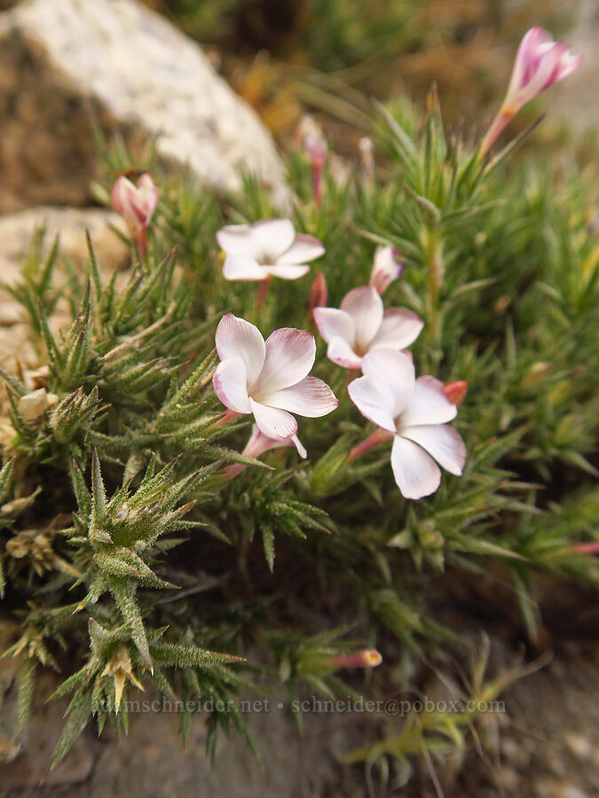 granite prickly-phlox (Linanthus pungens (Leptodactylon pungens)) [Mount Whitney Trail, John Muir Wilderness, Inyo County, California]