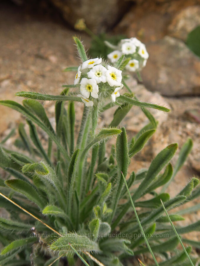 Sierra cryptantha (Oreocarya nubigena (Cryptantha nubigena)) [Mount Whitney Trail, John Muir Wilderness, Inyo County, California]