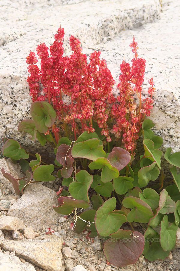 alpine mountain-sorrel (Oxyria digyna) [Mount Whitney Trail, John Muir Wilderness, Inyo County, California]