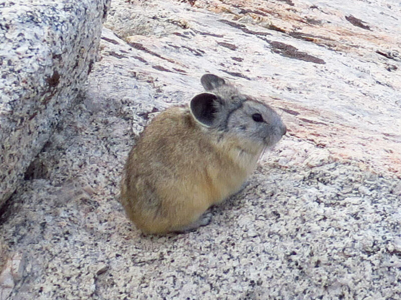 pika (Ochotona princeps schisticeps) [Mount Whitney Trail, John Muir Wilderness, Inyo County, California]
