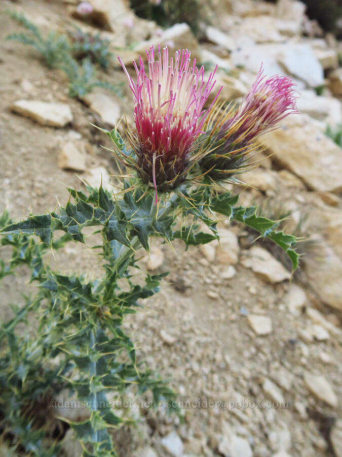 Arizona thistle (Cirsium arizonicum) [Mount Whitney Trail, John Muir Wilderness, Inyo County, California]
