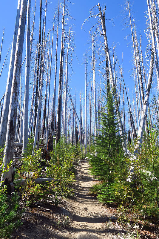 Dollar Lake Fire [Pinnacle Ridge Trail, Mt. Hood Wilderness, Hood River County, Oregon]