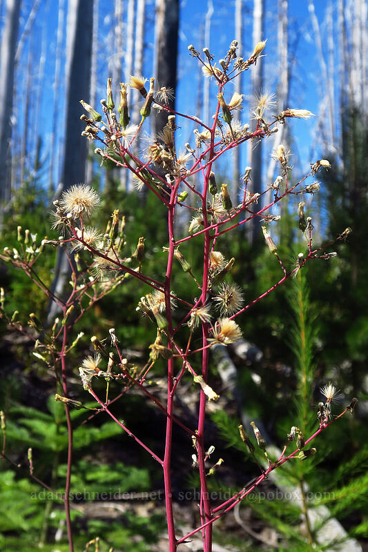 white hawkweed, going to seed (Hieracium albiflorum) [Pinnacle Ridge Trail, Mt. Hood Wilderness, Hood River County, Oregon]