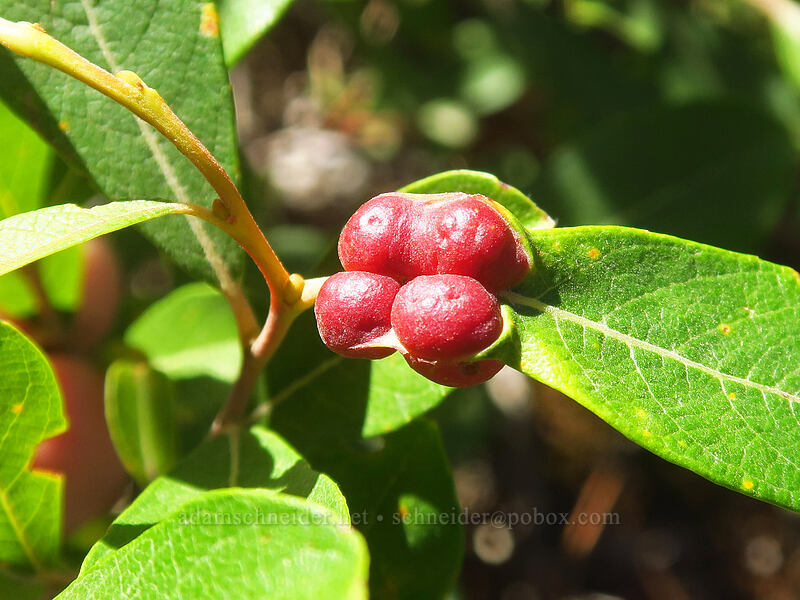 willow apples (sawfly galls) on Scouler's willow (Euura californica (Pontania californica), Salix scouleriana) [Pinnacle Ridge Trail, Mt. Hood National Forest, Hood River County, Oregon]