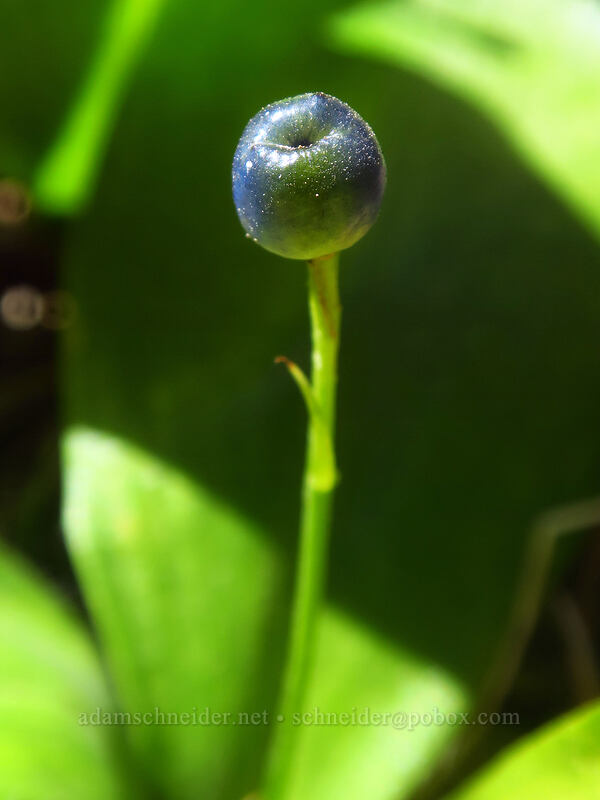 bead lily berry (Clintonia uniflora) [Pinnacle Ridge Trail, Mt. Hood Wilderness, Hood River County, Oregon]