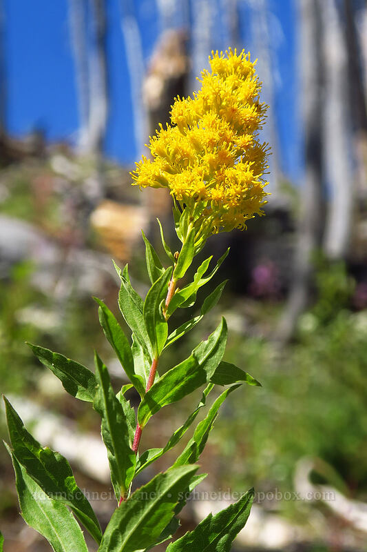 West Coast goldenrod (Solidago elongata (Solidago canadensis ssp. elongata)) [Pinnacle Ridge Trail, Mt. Hood Wilderness, Hood River County, Oregon]