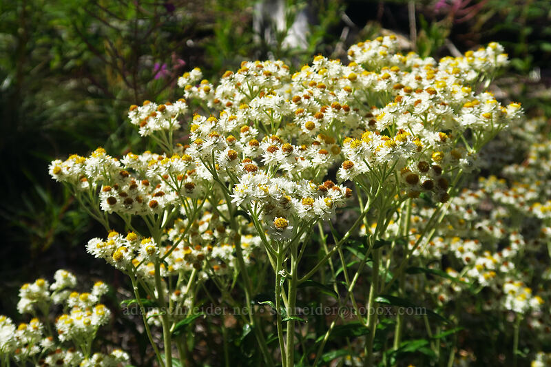 pearly everlasting (Anaphalis margaritacea) [Pinnacle Ridge Trail, Mt. Hood Wilderness, Hood River County, Oregon]