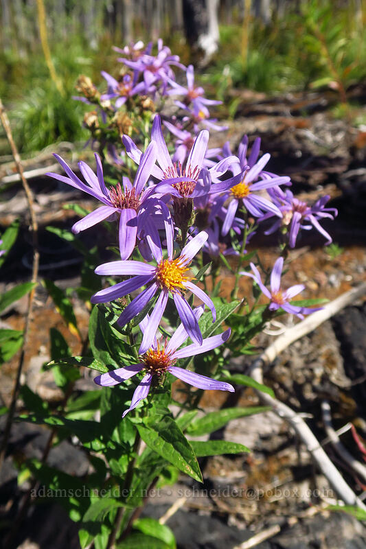 Cascade asters (Doellingeria ledophylla (Eucephalus ledophyllus) (Aster ledophyllus)) [Pinnacle Ridge Trail, Mt. Hood Wilderness, Hood River County, Oregon]