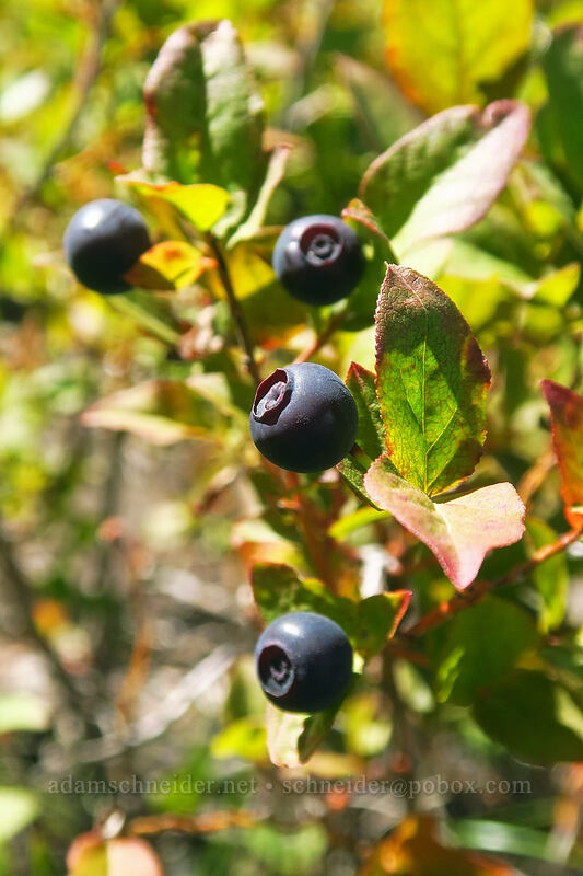 black huckleberries (Vaccinium membranaceum) [Pinnacle Ridge Trail, Mt. Hood Wilderness, Hood River County, Oregon]
