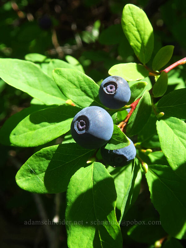 oval-leaf huckleberries (Vaccinium ovalifolium) [Pinnacle Ridge Trail, Mt. Hood Wilderness, Hood River County, Oregon]