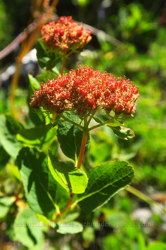 white spirea, gone to seed (Spiraea lucida (Spiraea betulifolia var. lucida)) [Pinnacle Ridge Trail, Mt. Hood Wilderness, Hood River County, Oregon]