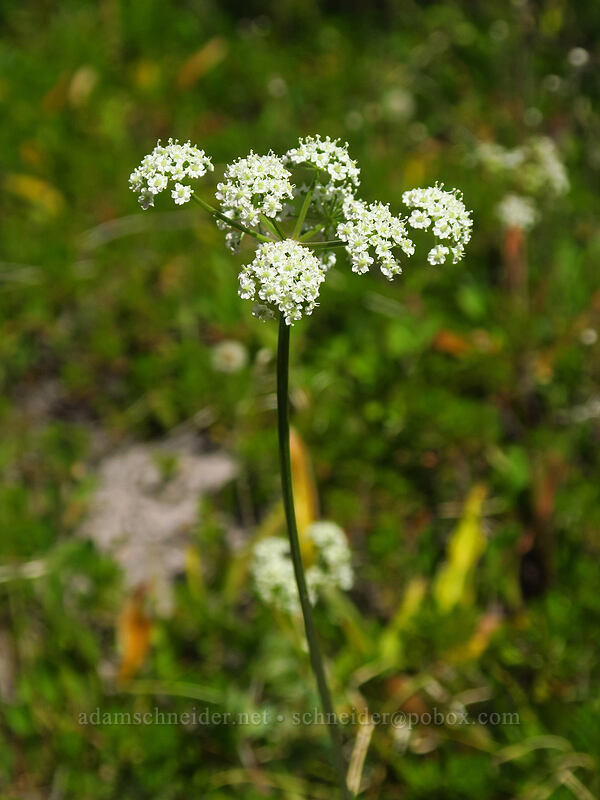 Gray's lovage (Ligusticum grayi) [Pinnacle Ridge Trail, Mt. Hood Wilderness, Hood River County, Oregon]