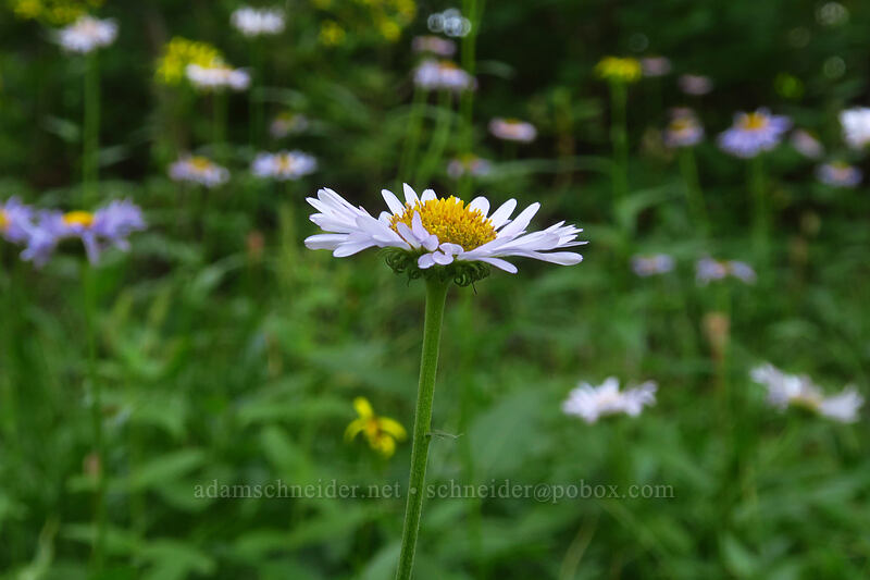 subalpine fleabane (Erigeron glacialis var. glacialis) [Pinnacle Ridge Trail, Mt. Hood Wilderness, Hood River County, Oregon]