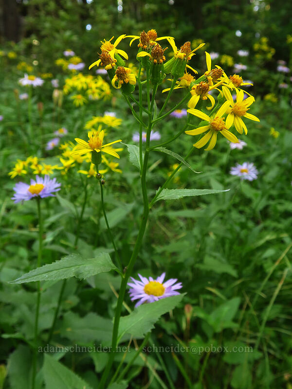 arrow-leaf groundsel (Senecio triangularis) [Pinnacle Ridge Trail, Mt. Hood Wilderness, Hood River County, Oregon]