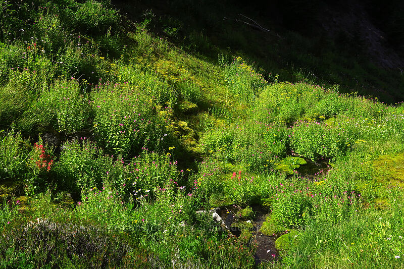 wildflowers along a stream [Pinnacle Ridge Trail, Mt. Hood Wilderness, Hood River County, Oregon]