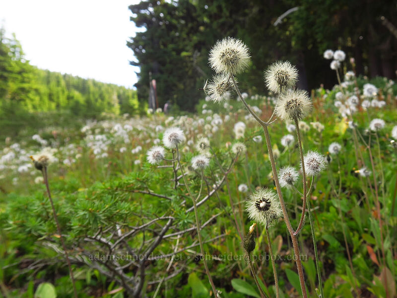 slender hawkweed seed-heads (Hieracium triste (Hieracium gracile) (Pilosella tristis)) [Pinnacle Ridge Trail, Mt. Hood Wilderness, Hood River County, Oregon]
