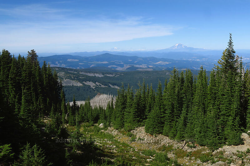 Mt. Adams, Mt. Rainier, & The Pinnacle [Timberline Trail, Mt. Hood Wilderness, Hood River County, Oregon]