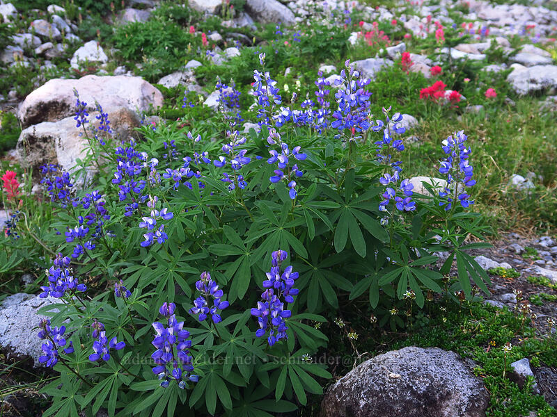 lupine (Lupinus latifolius) [Pinnacle Ridge Trail, Mt. Hood Wilderness, Hood River County, Oregon]