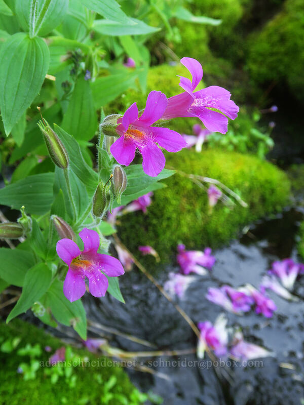 Lewis' monkeyflower (Erythranthe lewisii (Mimulus lewisii)) [Pinnacle Ridge Trail, Mt. Hood Wilderness, Hood River County, Oregon]