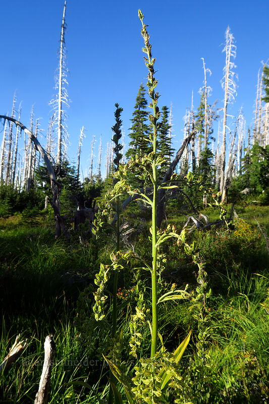 corn lily, going to seed (Veratrum viride var. eschscholtzianum (Veratrum eschscholtzii)) [Pinnacle Ridge Trail, Mt. Hood Wilderness, Hood River County, Oregon]
