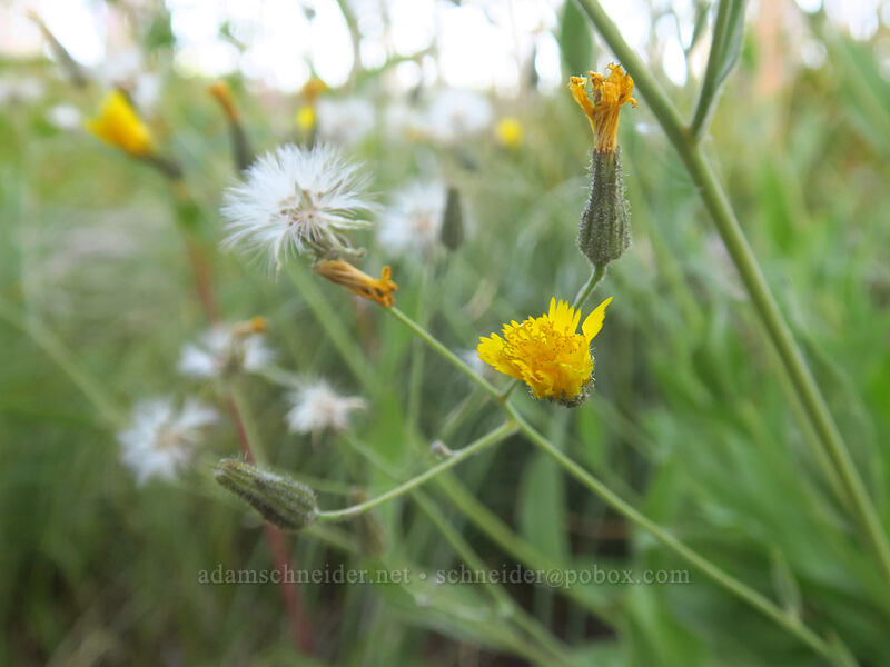 Scouler's hawkweed (Hieracium scouleri (Pilosella scouleri)) [Pinnacle Ridge Trail, Mt. Hood Wilderness, Hood River County, Oregon]