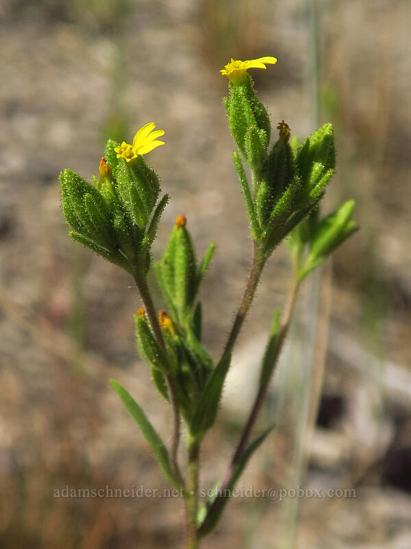 mountain tarweed (Madia glomerata) [Thunder Mountain Trail, Squaw Valley, Placer County, California]