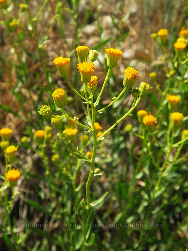 California rayless fleabane (Erigeron inornatus var. inornatus) [Thunder Mountain Trail, Squaw Valley, Placer County, California]
