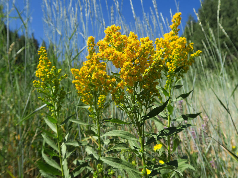 west coast goldenrod (Solidago elongata (Solidago canadensis ssp. elongata)) [Thunder Mountain Trail, Squaw Valley, Placer County, California]