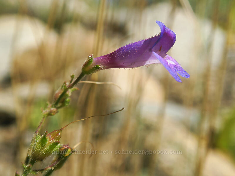 Roezl's penstemon (Penstemon roezlii (Penstemon laetus ssp. roezlii)) [Thunder Mountain Trail, Squaw Valley, Placer County, California]