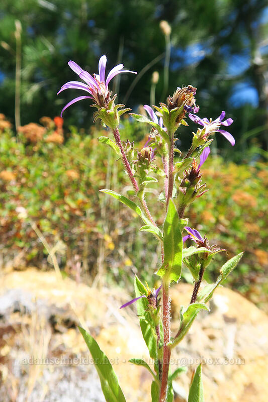 hoary aster (Dieteria canescens (Machaeranthera canescens)) [Thunder Mountain Trail, Squaw Valley, Placer County, California]