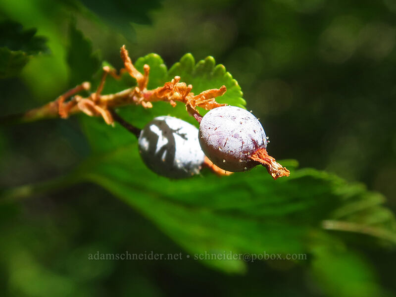 Sierra currant berries (Ribes nevadense) [Thunder Mountain Trail, Squaw Valley, Placer County, California]