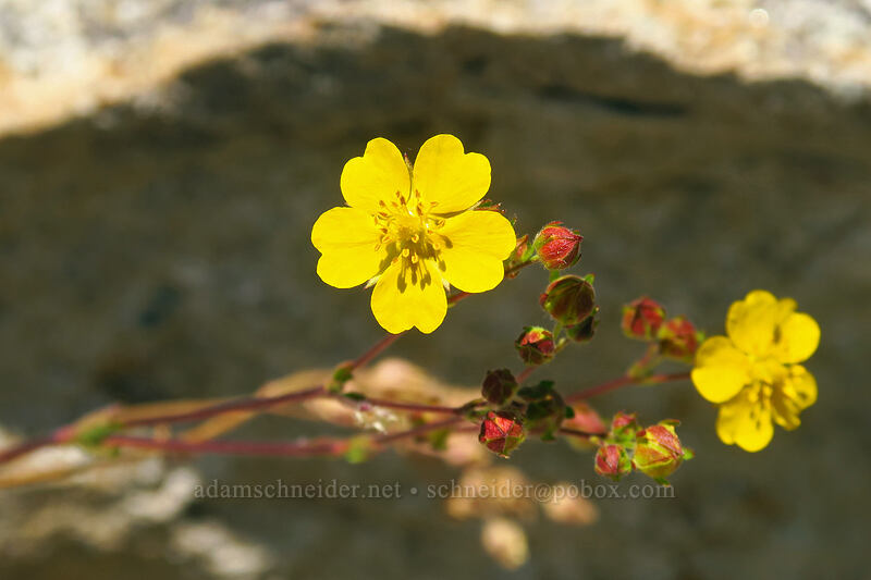 slender cinquefoil (Potentilla gracilis) [Thunder Mountain Trail, Squaw Valley, Placer County, California]