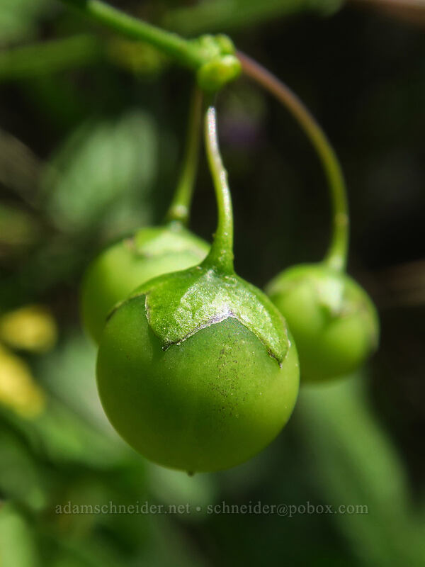 chaparral nightshade berries (Solanum xanti) [Thunder Mountain Trail, Squaw Valley, Placer County, California]