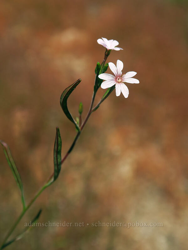 willow-herb (Epilobium sp.) [Thunder Mountain Trail, Squaw Valley, Placer County, California]