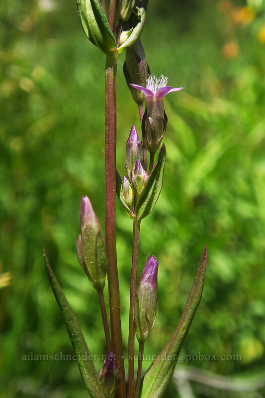 northern gentian (Gentianella amarella (Gentiana amarella)) [Thunder Mountain Trail, Squaw Valley, Placer County, California]