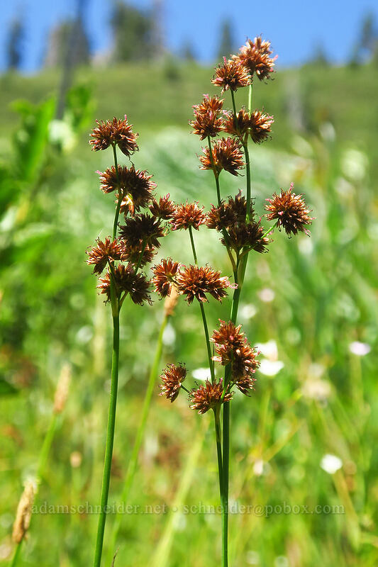 sword-leaf rush (Juncus ensifolius) [Thunder Mountain Trail, Squaw Valley, Placer County, California]