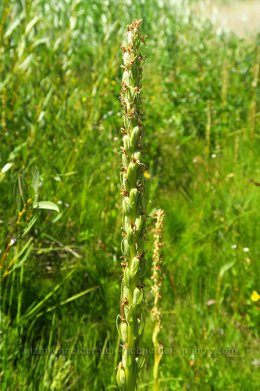 Sierra bog orchid seed capsules (Platanthera dilatata var. leucostachys (Platanthera leucostachys)) [Thunder Mountain Trail, Squaw Valley, Placer County, California]