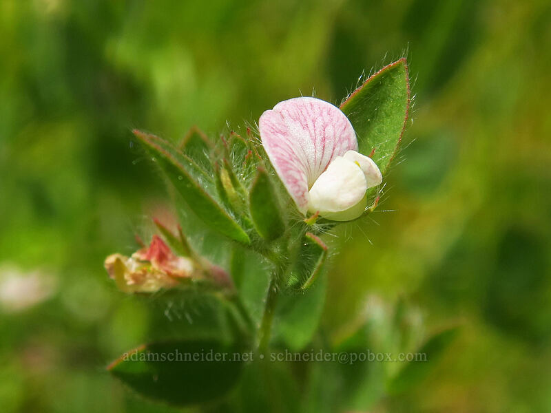 Spanish lotus (Acmispon americanus (Lotus purshianus)) [Thunder Mountain Trail, Squaw Valley, Placer County, California]